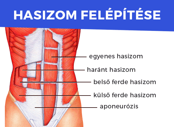 hasizom